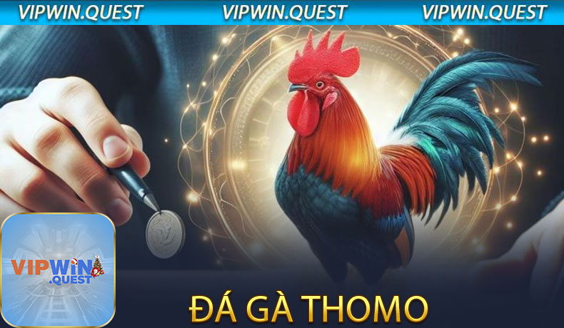 Đá gà Thomo